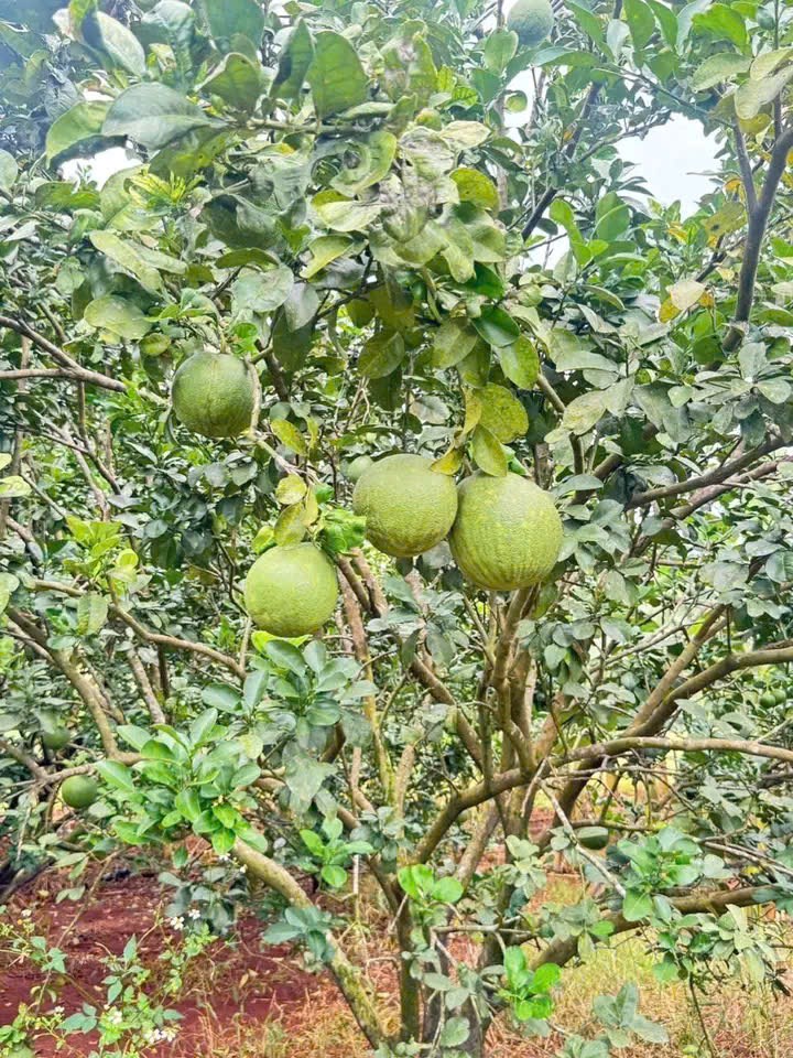 Nhà vườn 1.200m² ngay trung tâm Bàu Bàng - Giá chỉ 550 triệu VND!