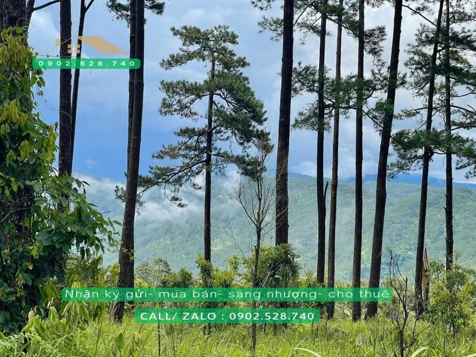 Đất nông nghiệp 1044m² tại Xuân Trường Đà Lạt - Giá chỉ 1.4 tỷ, view cực đẹp!