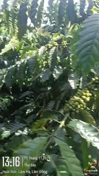 Đất nền Phúc Thọ, Lâm Hà 12000m² giá 864 triệu - Mặt tiền đường bê tông