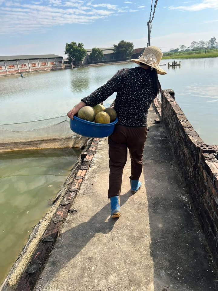 Farm tại Phùng Nguyên, Lâm Thao 10000m² giá 2 tỷ - Tiềm năng đầu tư cao!