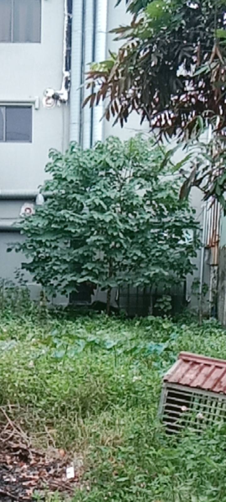 Đất 50 năm Phù Khê 183m² giá 2.1 tỷ - Cơ hội đầu tư sinh lời tuyệt vời!