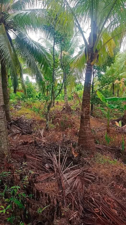 Đất vườn dừa 2000m² tại Phú Mỹ, Mỏ Cày Bắc - Giá chỉ 360 triệu!