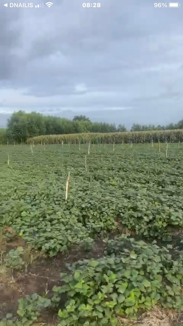 Đất nền Xuân Đông Cẩm Mỹ 1000m² giá thỏa thuận - Cơ hội đầu tư hấp dẫn!