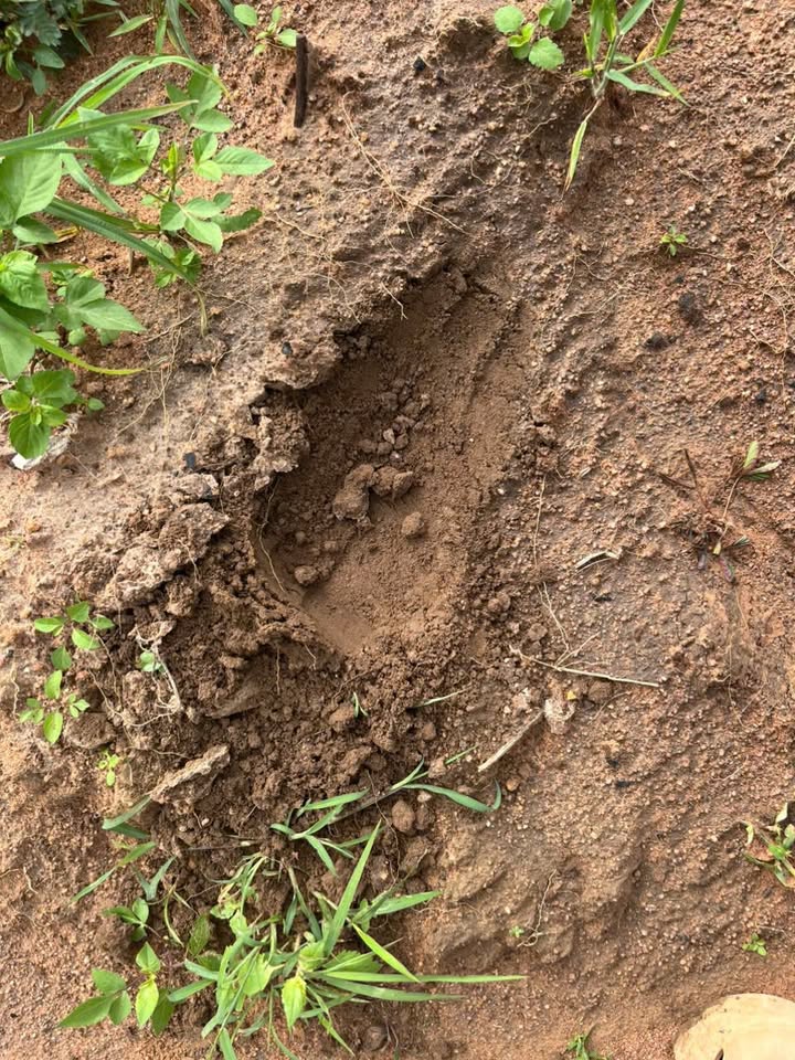 Đất nông nghiệp 2ha tại xã Ea H'Leo, Đắk Lắk - Chỉ 1.5 tỷ, điện 3 pha, ô tô vào tận nơi!