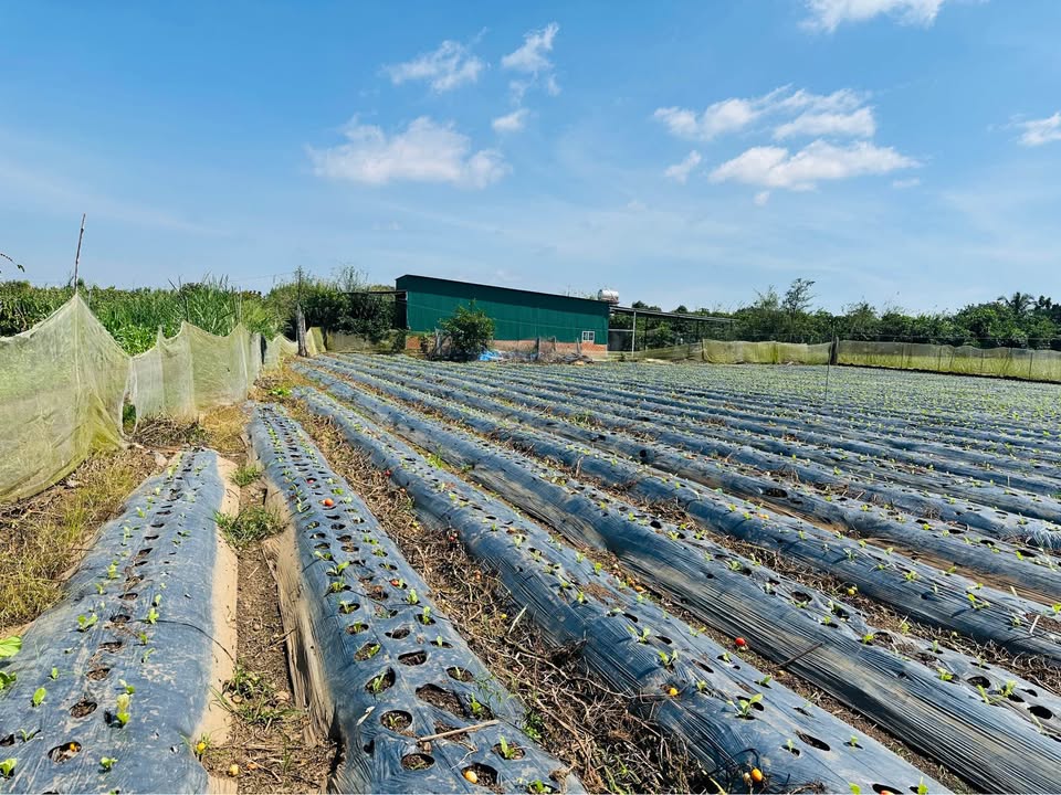 Đất nền liền kề Tân Hội 210m² giá chỉ 520 triệu - Cơ hội đầu tư hấp dẫn!