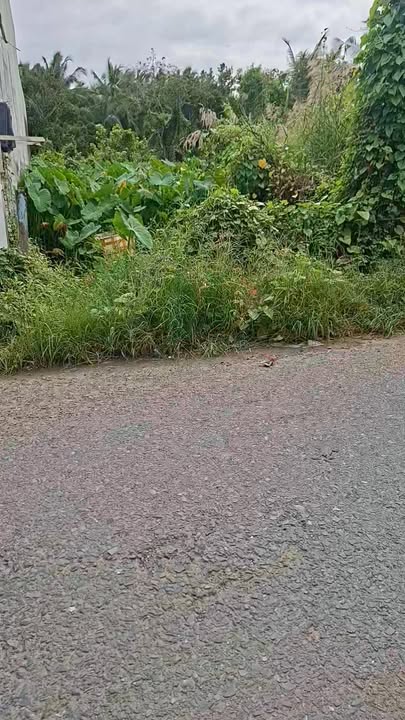 Đất thổ cư phường Long Tuyền, quận Bình Thủy 70m² giá 1.7 tỷ - Mặt tiền đường Tạ Thị Phi thuận lợi cho kinh doanh!