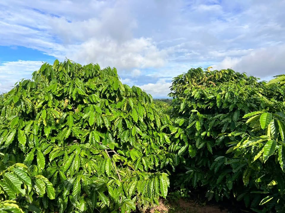 Farm đất 9 sào xã Xuân Phú, Ea Kar - Giá 1 tỷ, ô tô vào tận nơi!