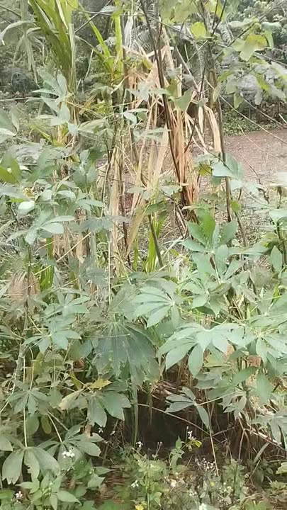 Đất trồng cây lâu năm tại Kỳ Phú Nho Quan 1000m² - Đầu tư du lịch xanh!