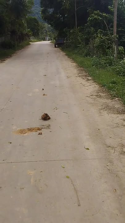 Đất trồng cây lâu năm Kỳ Phú Nho Quan 1000m² giá 900 triệu - Đầu tư sinh lời ngay!