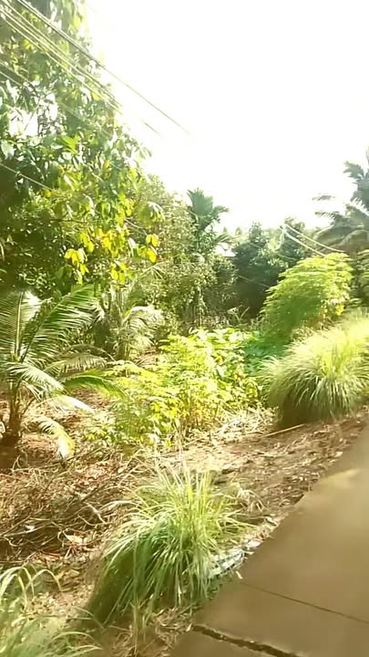 Đất nền mặt tiền lộ đal Wieu Sông 11088m² giá 8.28 tỷ - Đầu tư sinh lời ngay!