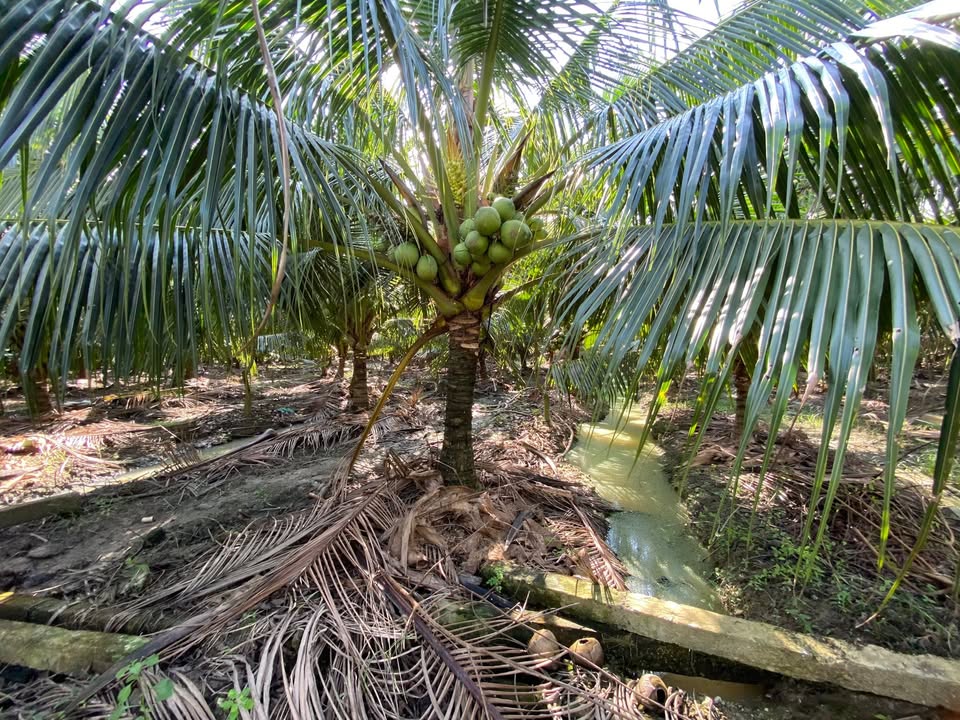 Đất vườn Mỹ Phong 5760m² giá 1.8 tỷ - Đầu tư lý tưởng cho nhà vườn