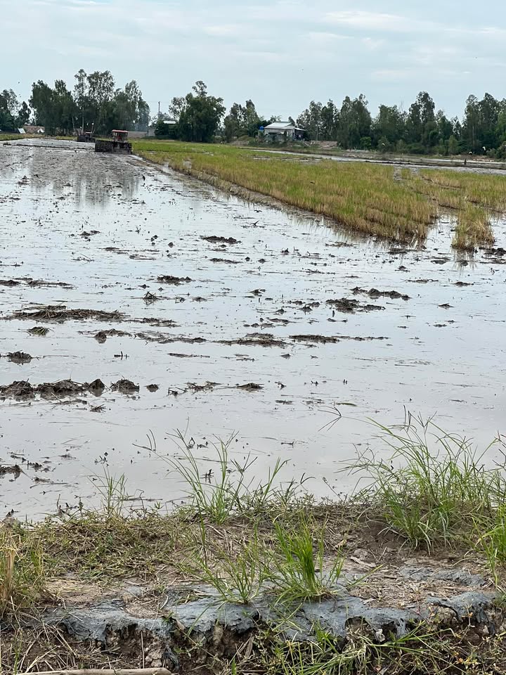 Đất nông nghiệp Tân Công Sính 22 công giá chỉ 1.76 tỷ - Đầu tư sinh lời ngay!