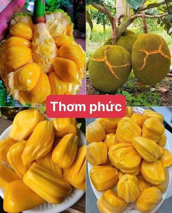 Đất nền Huỳnh Thị Nở Cái Răng 80m² giá 960 triệu - Cơ hội đầu tư hấp dẫn!