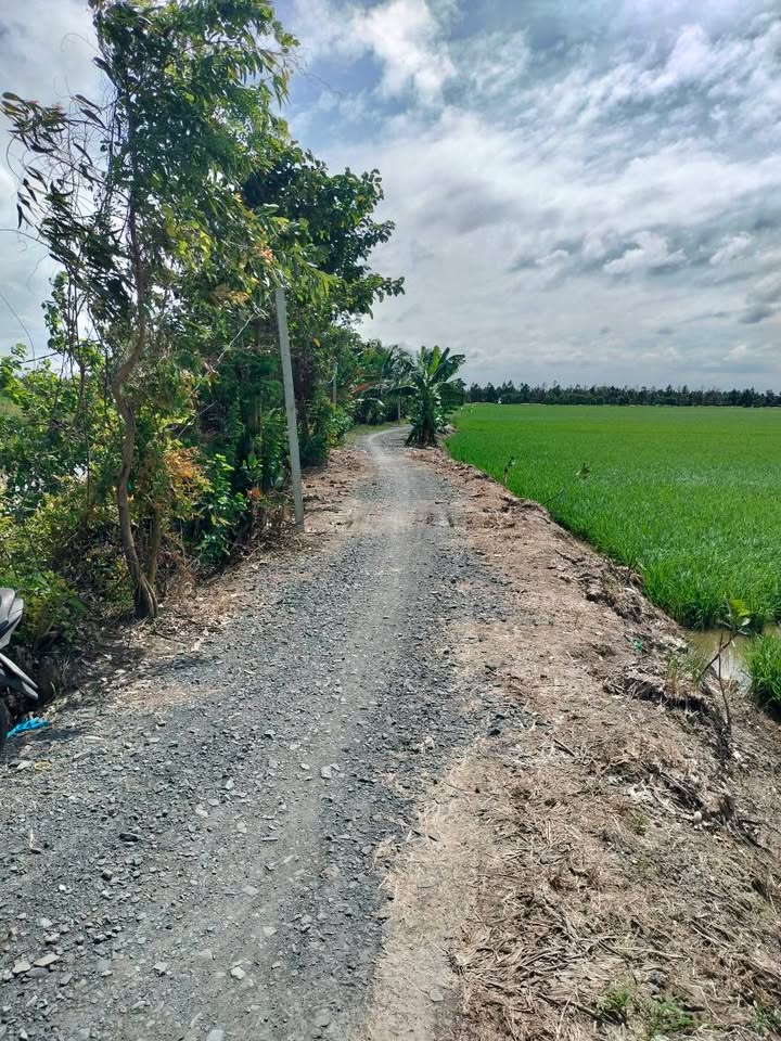 Đất ruộng Tháp Mười 56.000m² giá 11.2 tỷ - Cơ hội đầu tư sinh lời!