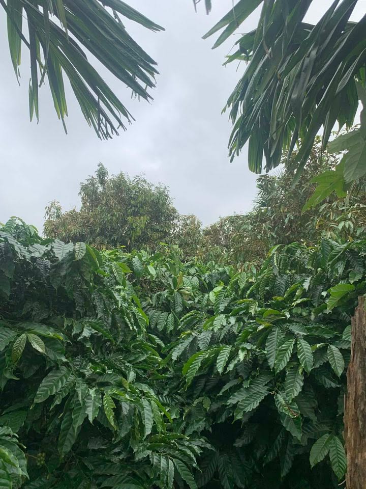 Đất nông nghiệp Bình Tân Buôn Hồ 10,800m² giá 1.8 tỷ - Kinh doanh sầm uất!