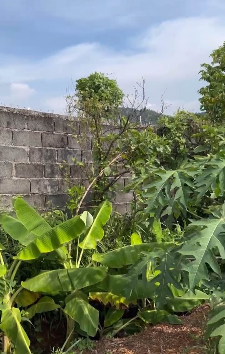 Đất nông nghiệp Ea Nuôl Buôn Đôn 790m² giá 1.65 tỷ - Chuyển nhượng gấp!