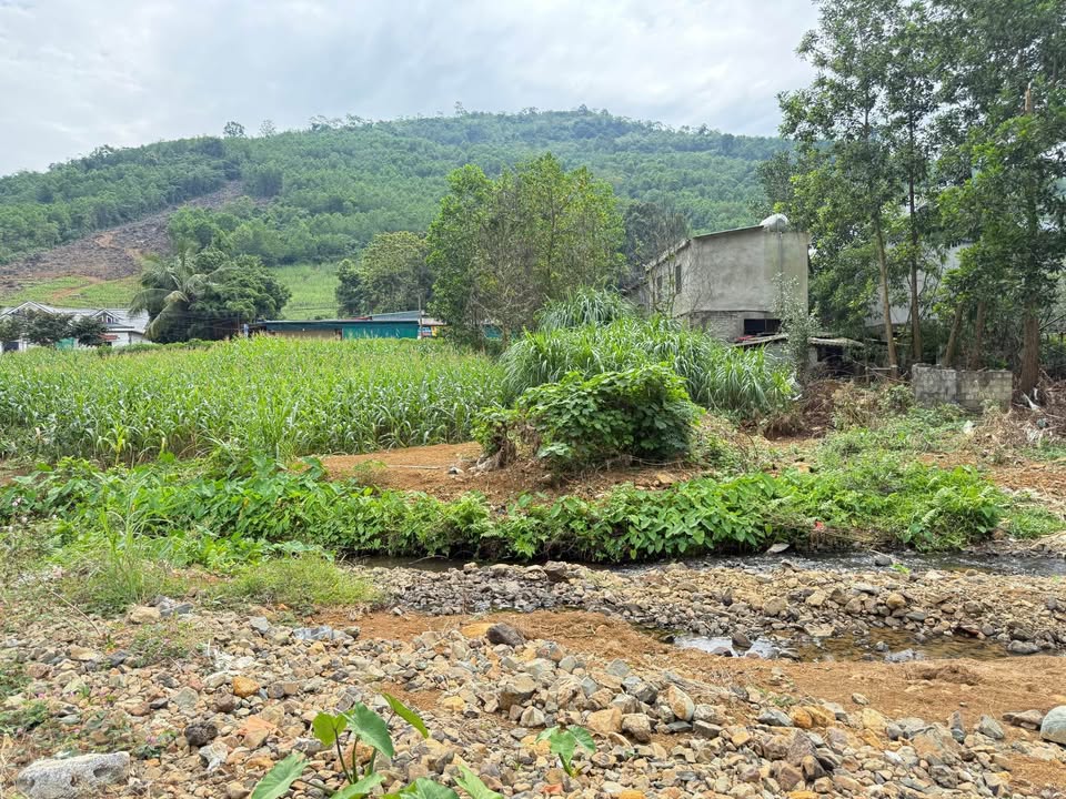 Đất thổ cư 1600m² tại Cao Ngọc, Ngọc Lặc giá chỉ 586 triệu - Cơ hội đầu tư tuyệt vời!