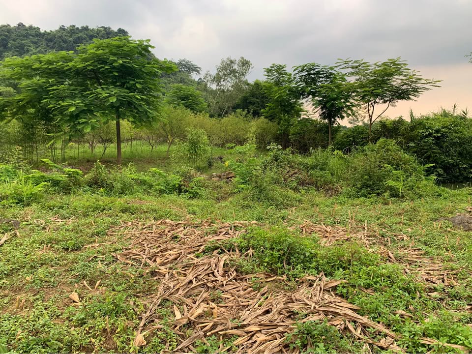 Đất rừng sản xuất Kỳ Phú Nho Quan 40000m² - Giá thỏa thuận, ô tô vào tận nơi!