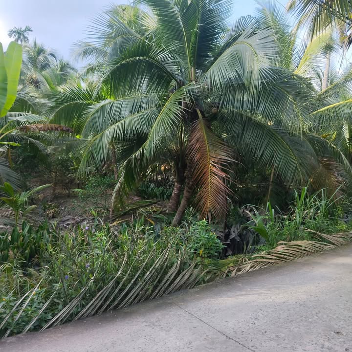 Đất vườn dừa ấp 4 Bình Hoà, 6120m² giá 1.944 tỷ - Đầu tư sinh lời ngay!