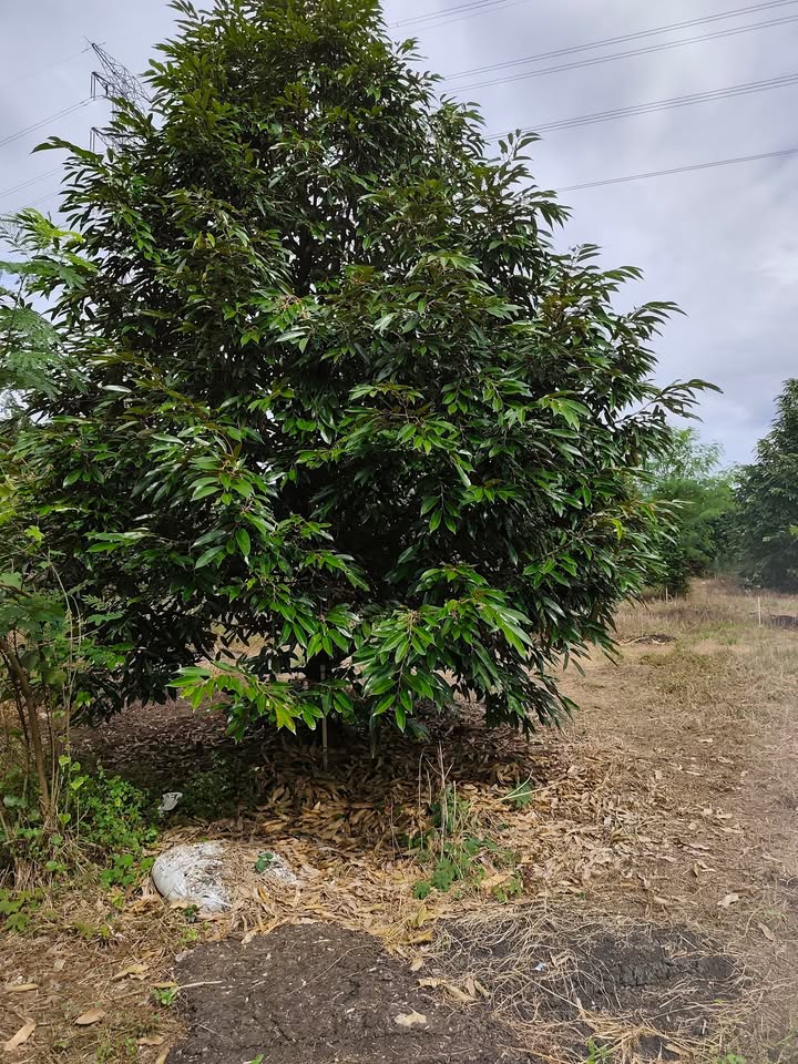 Đất Farm Lộc Thịnh 1ha giá 1.9 tỷ - Mặt tiền nhựa liên xã, sẵn sàng đầu tư!