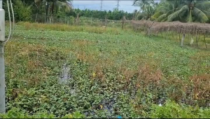 Đất nền Tân Phú, Đồng Tháp 50m² giá chỉ 505 triệu - Cơ hội đầu tư sinh lời!