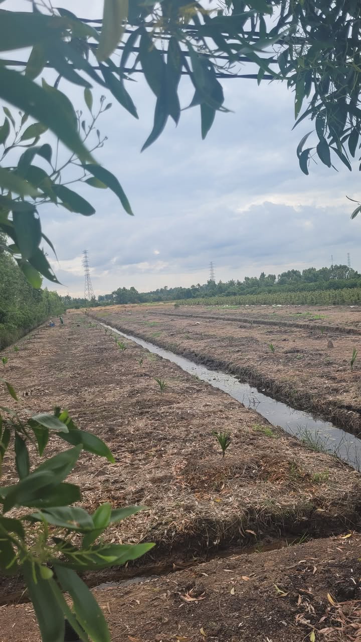 Đất Long An 11171m² giá 9.5 tỷ - Đầu tư sinh lời ngay!