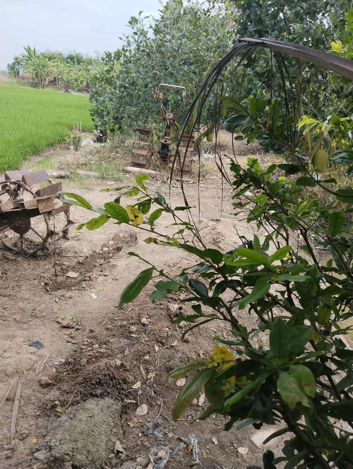 Đất ruộng 77000m² tại ấp 2, xã Thạnh Lộc, Cai Lậy chỉ 320 triệu - Cơ hội đầu tư hấp dẫn!