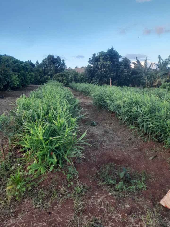 Căn hộ Võ Cường Bắc Ninh 2 phòng ngủ giá 5.5 triệu - Sẵn sàng vào ở ngay!