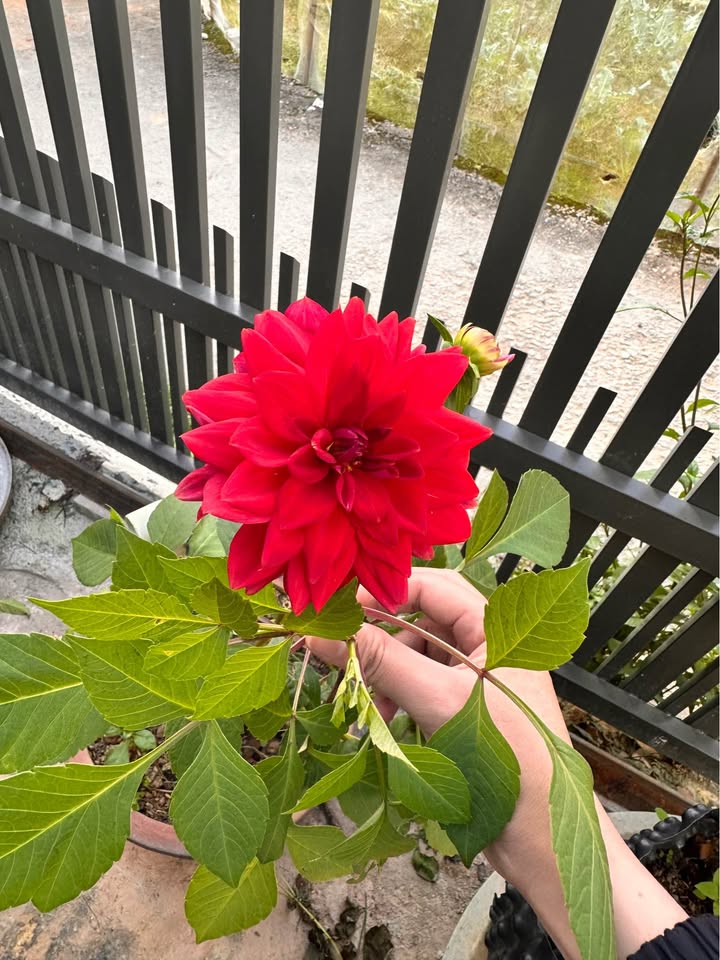 Đất nền Đà Lạt 75m² giá 2.6 tỷ - Pháp lý rõ ràng, xây dựng tự do!