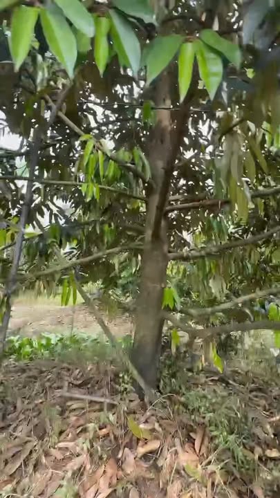 Đất 3910m² mặt tiền đường nhựa tại Ấp Mỹ Chánh B, Cái Bè - Giá chỉ 900 triệu