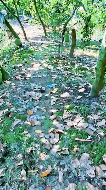 Đất ruộng 5 công tại xã Mỹ Quý, Tháp Mười, Đồng Tháp - Giá chỉ 1.2 tỷ!