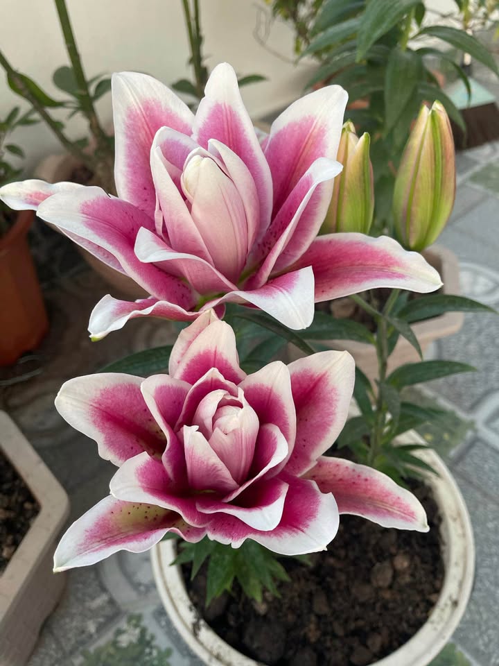 Biệt thự góc KĐT Vũ Phúc Thái Bình 266m² giá 8.518 tỷ - Sổ đỏ chính chủ, đầu tư sinh lời!