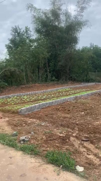 Đất liền kề Hợp Tiến, Triệu Sơn 214m² giá 500 triệu - Nhanh tay sở hữu!