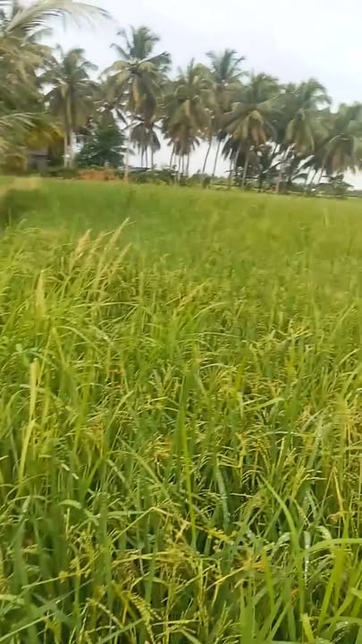 Đất nông nghiệp 4000m² tại Ấp Long Hội, Vĩnh Long - Giá chỉ 135 triệu