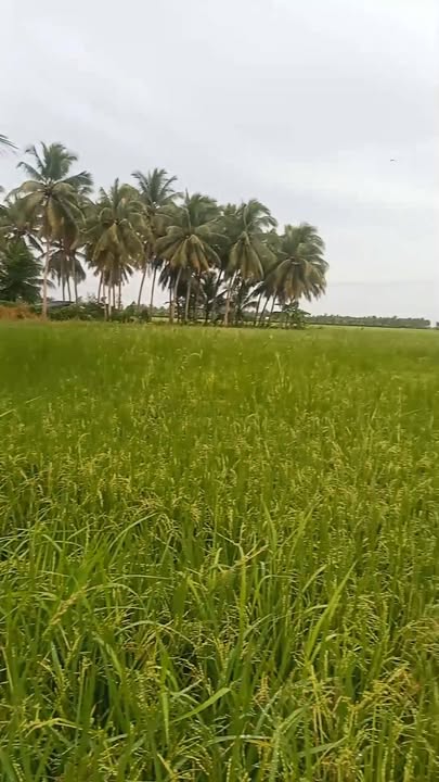 Đất vườn mặt tiền Kênh tại Vĩnh Long 4000m² giá 135 triệu - Cơ hội đầu tư hấp dẫn!