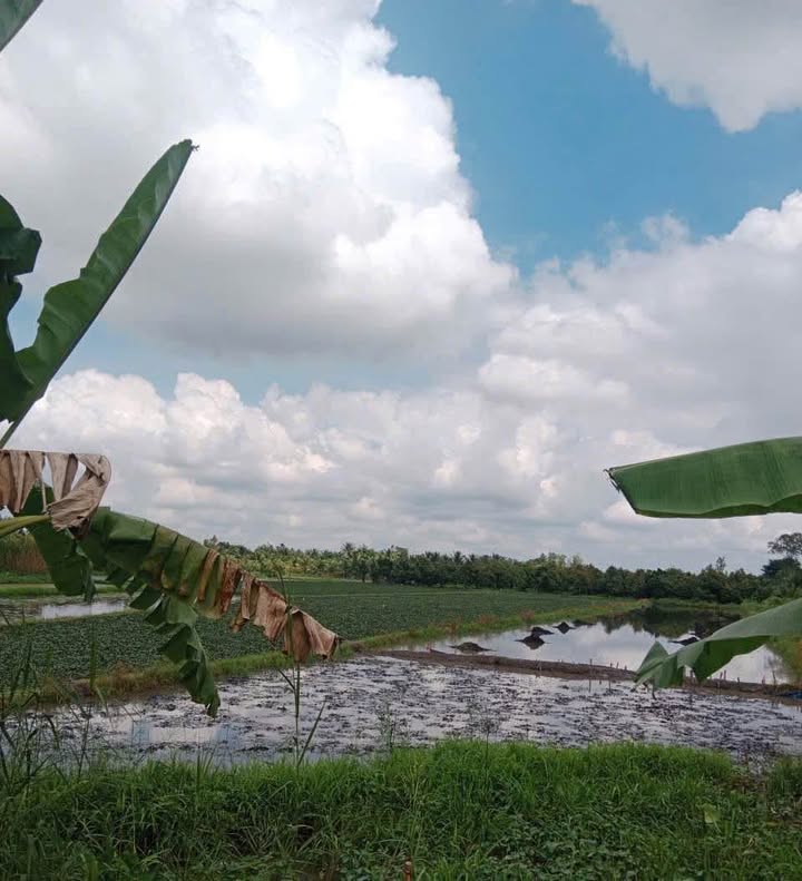 Đất vườn chính chủ phường Tân Ngãi, Vĩnh Long 6630m² - Giá 1.2 tỷ thương lượng!