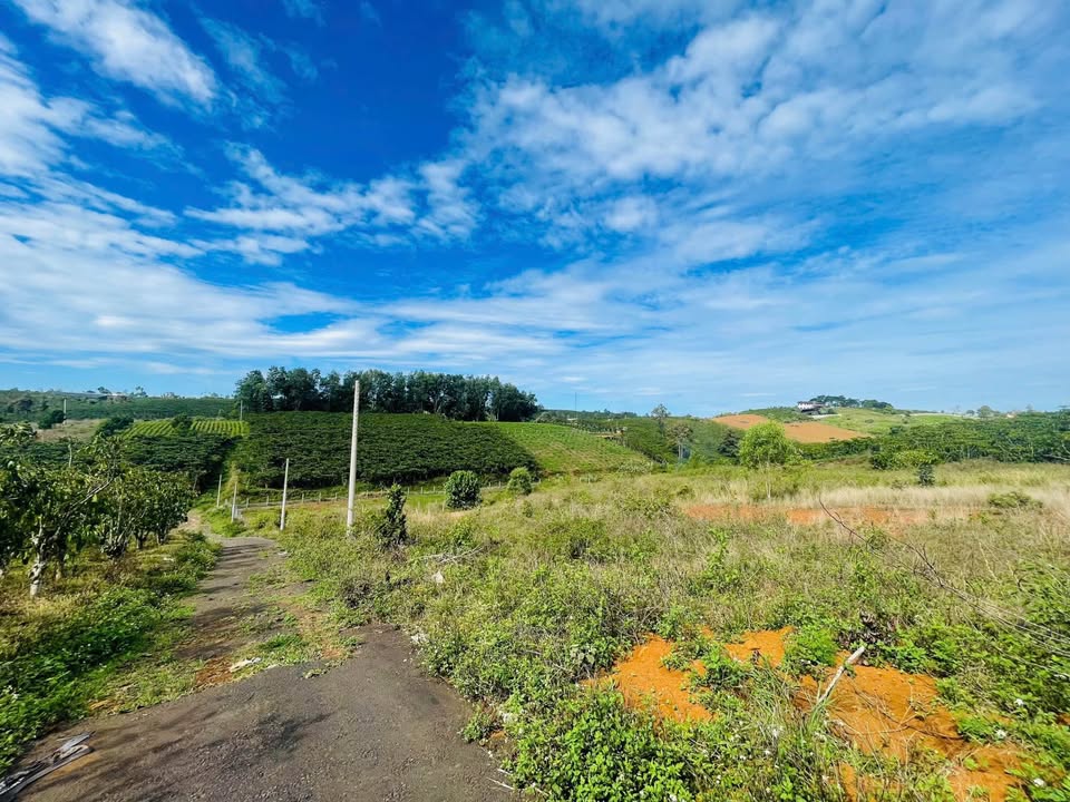 Đất nền Nguyễn Thái Bình, Bảo Lộc 1.300m² - Giá chỉ 1.9 tỷ, sổ hồng chính chủ