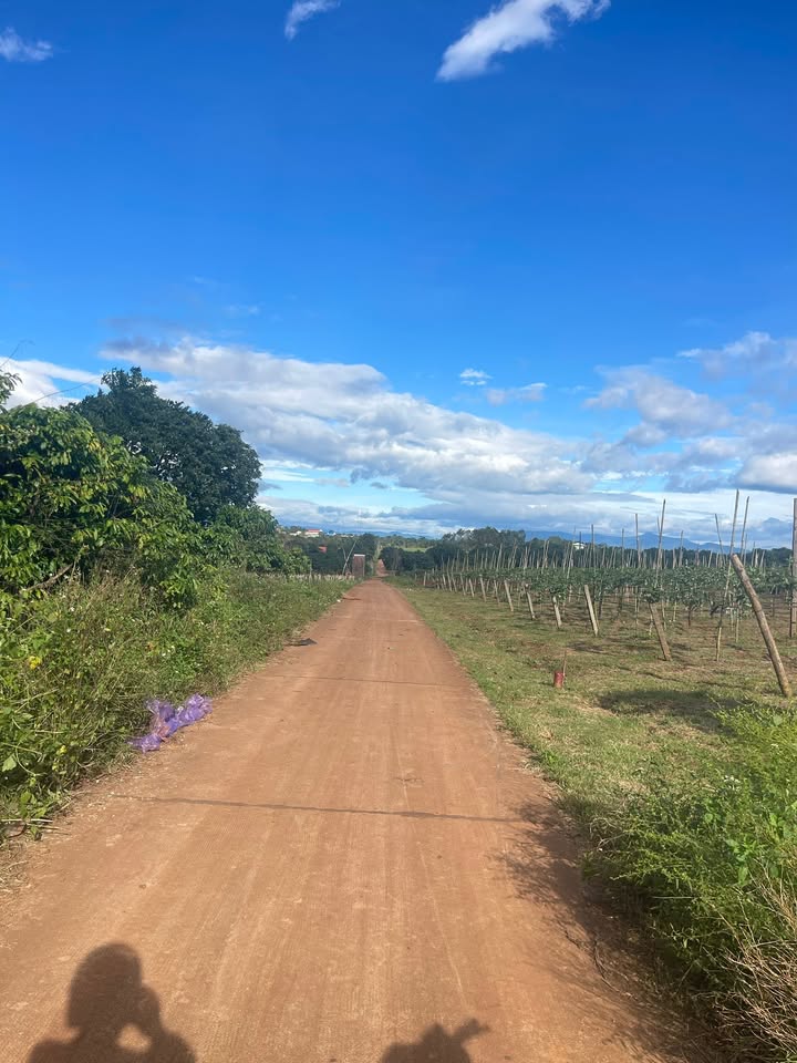 Đất nông nghiệp 1056m² tại Hẻm Trương Định, phường An Phú - Giá tốt nhanh chóng!