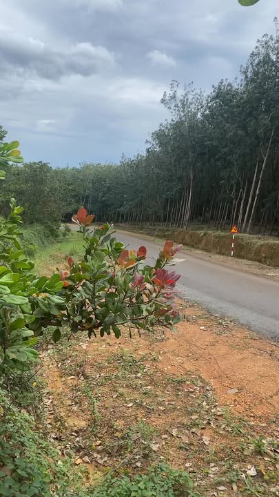 Đất nền Phú Trung Tân Uyên 250m² giá 3.8 tỷ - Vị trí cao, tiện lợi!