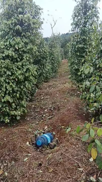 Đất nền 14000m² tại Tuy Đức, Đắk Nông giá chỉ 1.3 tỷ - Sổ đỏ chính chủ!