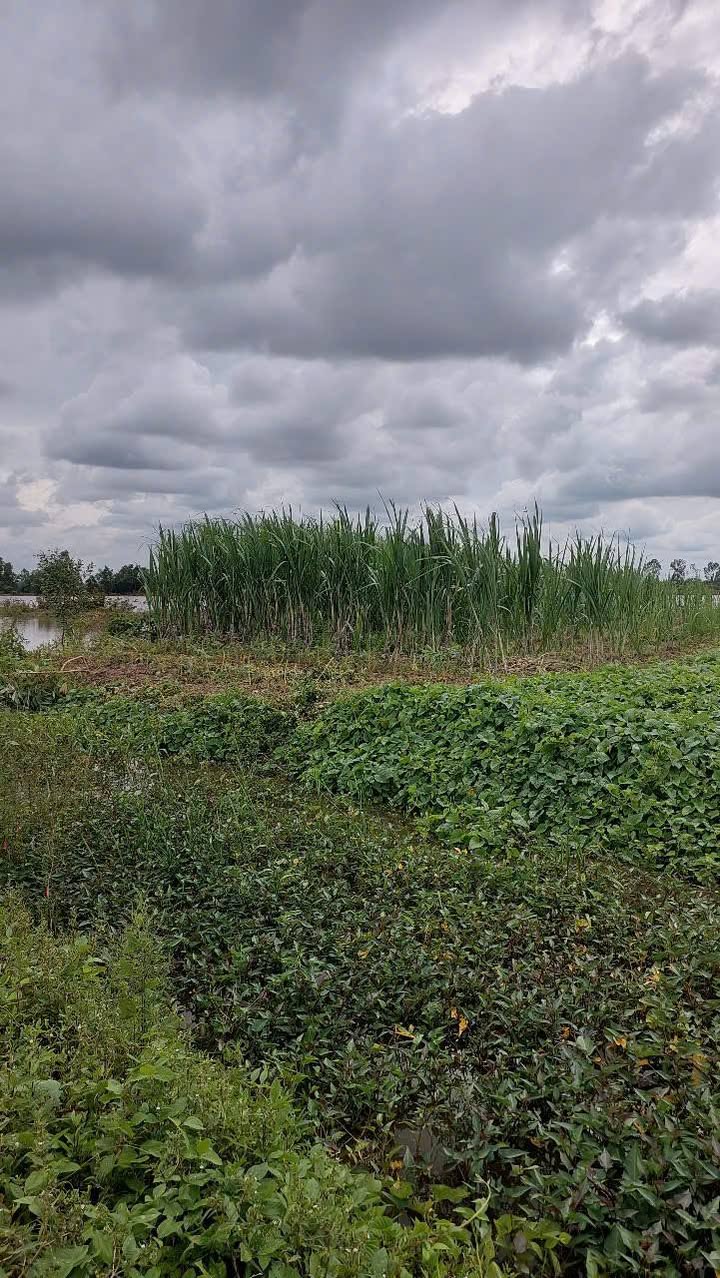 Đất mặt tiền đường Minh Lương, Châu Thành, An Giang 2587m² giá 3 tỷ - Cơ hội đầu tư tuyệt vời!