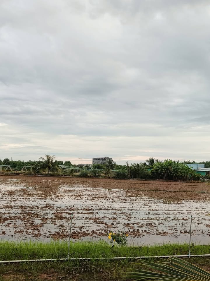 Đất thổ cư Tân Thành Cái Bè 4550m² giá 2 tỷ - Sổ đỏ chính chủ, đầu tư sinh lời!