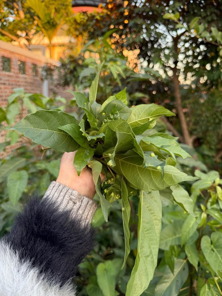 Đất nền Kiều Hạ Hải Phòng 79m² giá 2.7 tỷ - Đầu tư sinh lời ngay!