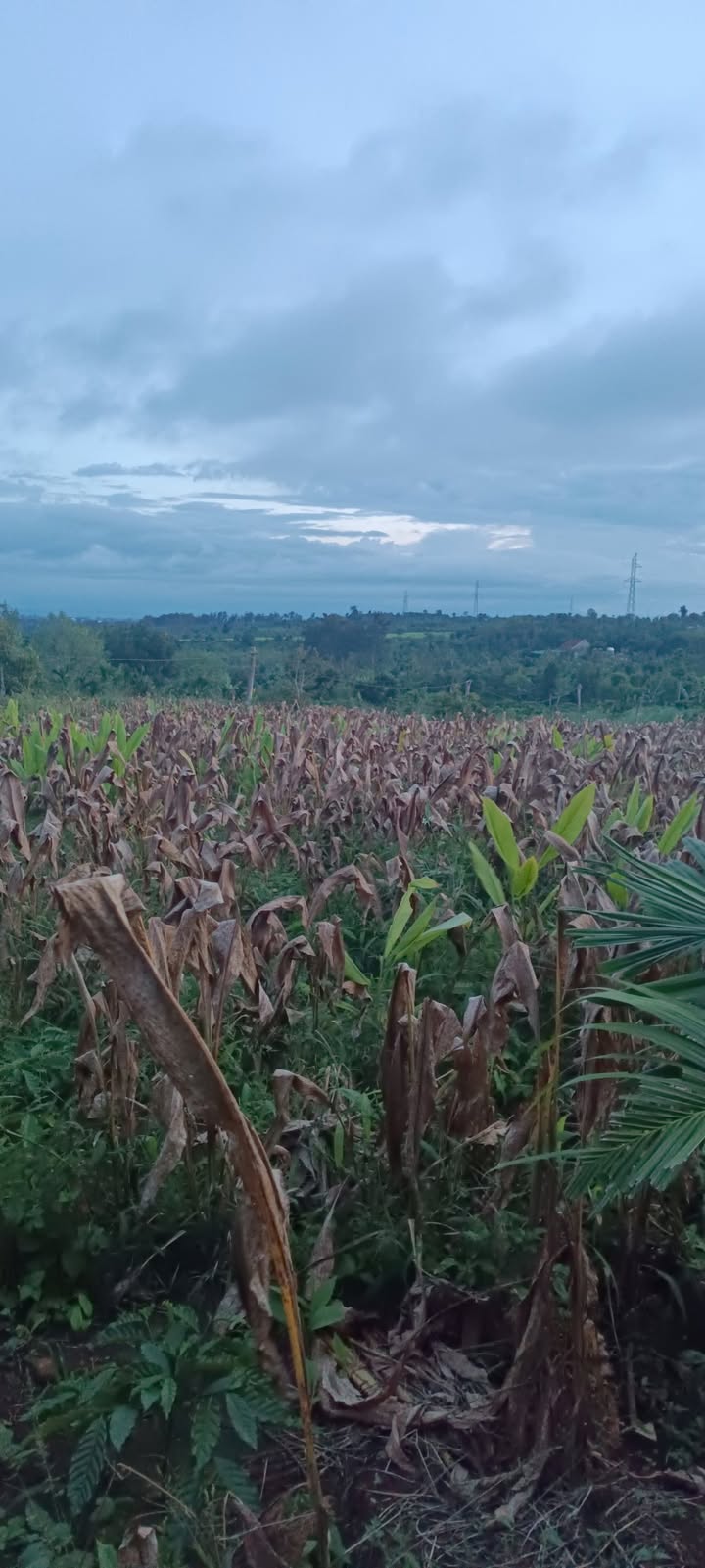 Đất nền 6000m² tại Cư Huê, Ea Kar - Giá chỉ 1.1 tỷ, chính chủ bán gấp!