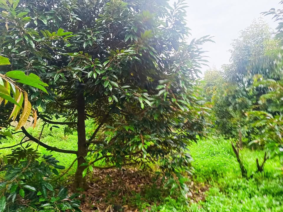 Farm đất vườn Phú Tân 10.000m² giá 1.5 tỷ - Đầu tư sinh lời cho tương lai!