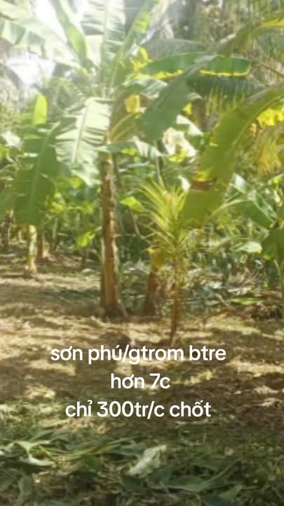 Đất vườn Dừa An Hội Bến Tre 73.000m² giá 2.19 tỷ - Cơ hội đầu tư hấp dẫn!