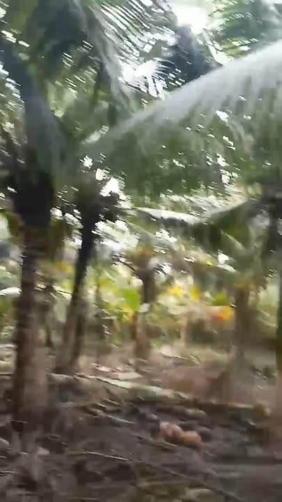 Đất vườn dừa An Phú Tân 4000m² giá chỉ 250 triệu - Đường đá xanh rộng rãi!