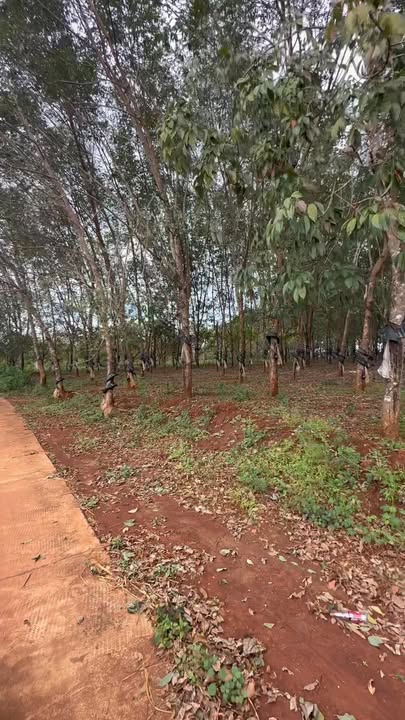 Farm đất cao su 1ha3 tại Ia Lang, Đức Cơ - Giá thỏa thuận, vị trí đẹp!