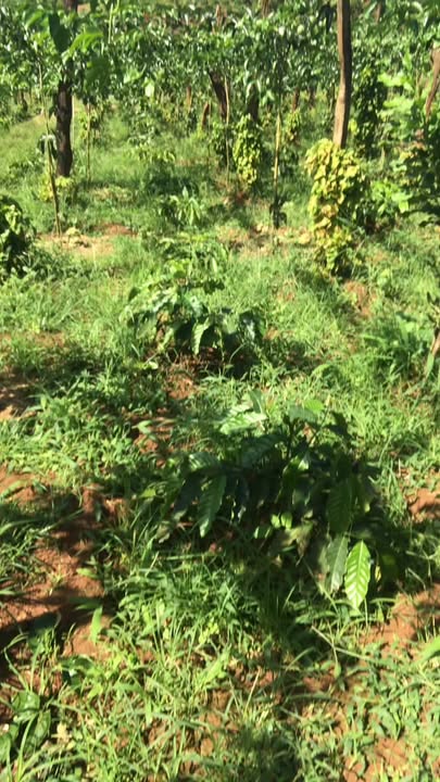 Farm 18,000m² tại Hàm Rồng, Đăk Đoa - Đất đẹp, tiện nghi đầy đủ!