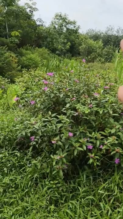 Đất nền Hưng Thuận Trảng Bàng 1821m² - Lô góc hai mặt tiền, quy hoạch đất ở!